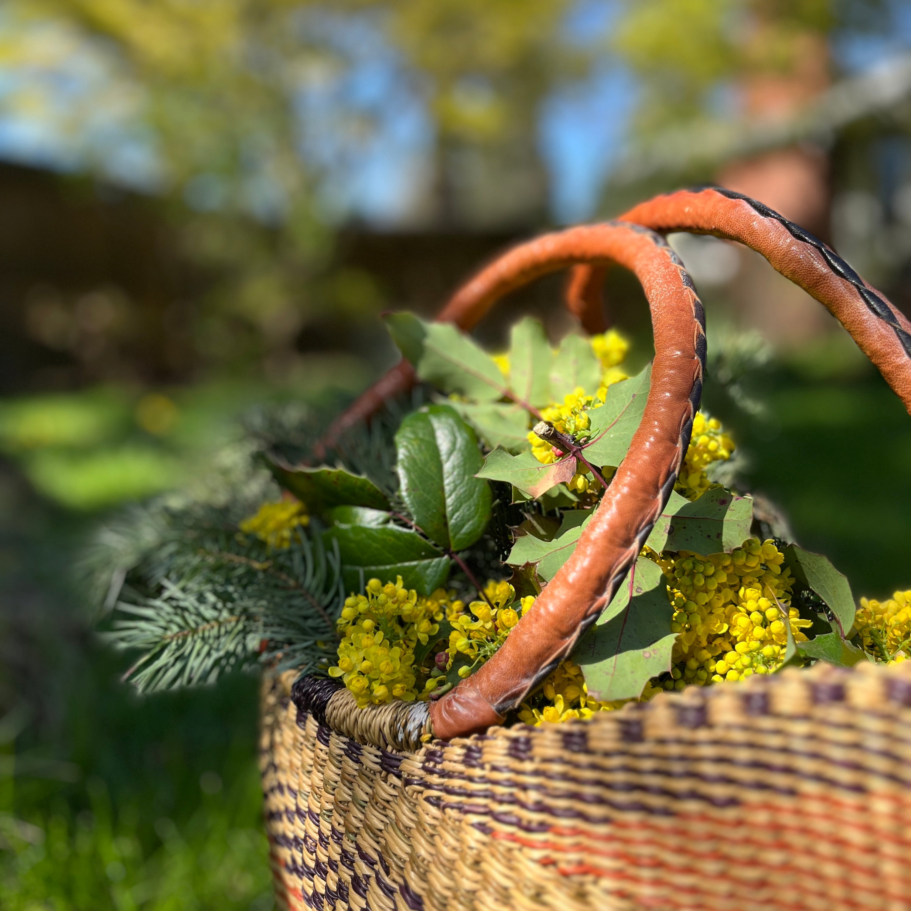 DOUGLAS FIR + MAHONIA BLOSSOM HYDROLAT